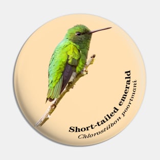 Short-tailed emerald hummingbird at dawn pin Pin