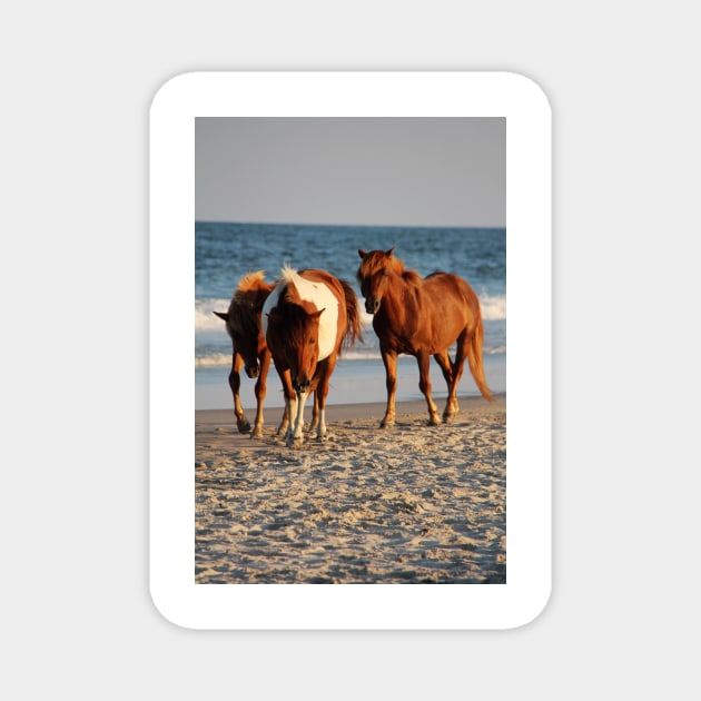 Assateague Beach Ponies Series - 02 Magnet by searchlight