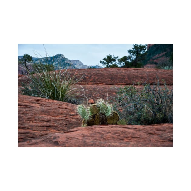 Sedona Cactus by KirtTisdale