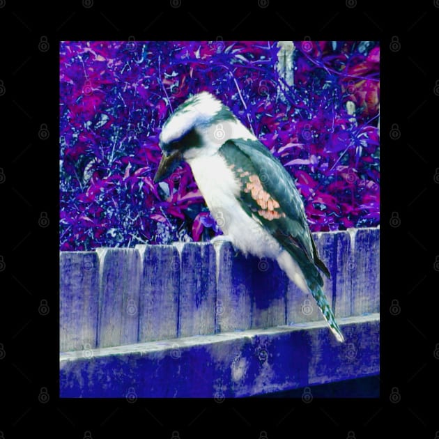 The Inverted Colours of the Kookaburra by Mickangelhere1