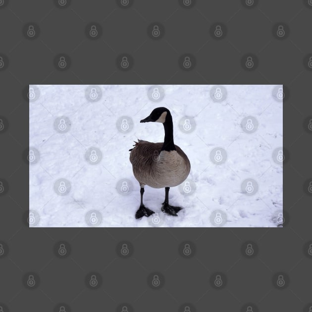 Canada Goose Standing On The Snow by BackyardBirder