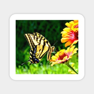 Yellow Butterfly on a flower Magnet