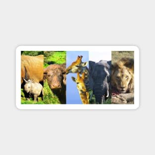 African Wildlife Collage Frames Magnet