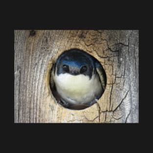 Tree swallow (Tachycineta bicolor) T-Shirt