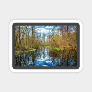 Swamp in Southeastern Georgia Magnet