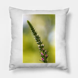 A close up of Spikes of pink Veronica flowers, selective focus Pillow