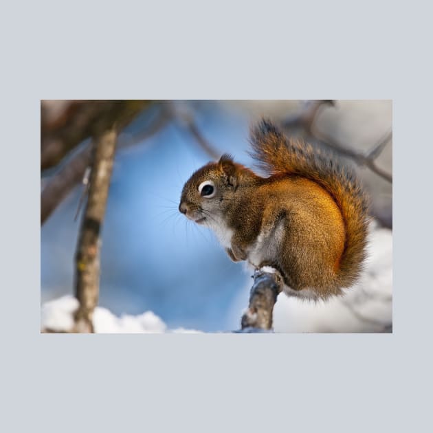 Red Squirrel by jaydee1400