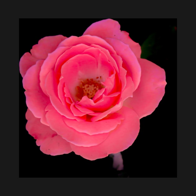 Pink rose blossom on black background by kall3bu