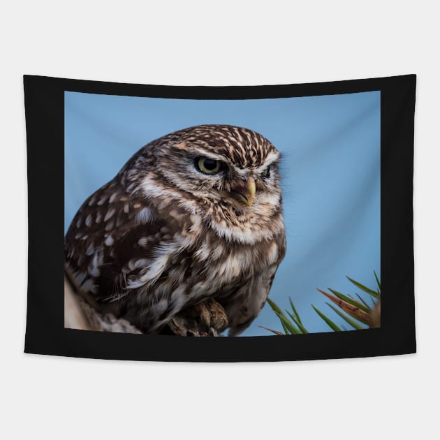 Little owl perched on at tree trunk Tapestry by Dolfilms