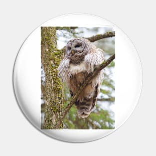 Cool Owl - Barred Owl Pin