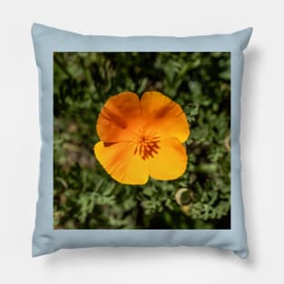 Orange POP! Pillow