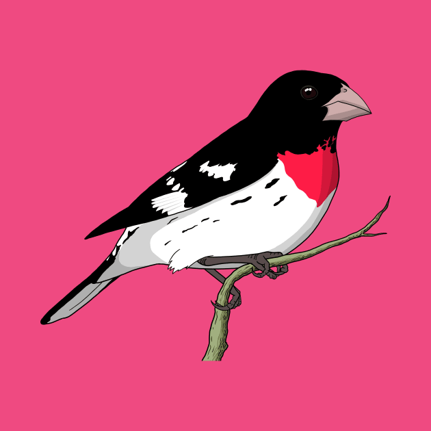 Rose-breasted Grosbeak by Feathered Focus