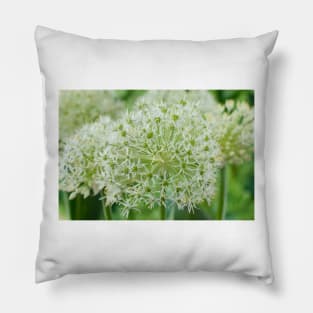 Allium karataviense  &#39;Ivory Queen&#39;  Kara Tau garlic Pillow
