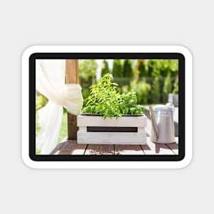 White wooden pot with green herbs on a wooden terrace Magnet