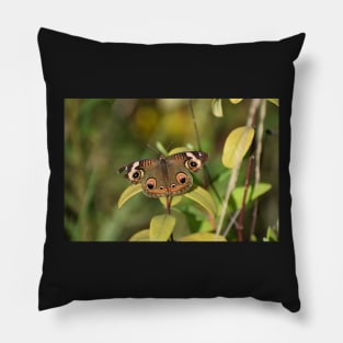 The beauty of a Buckeye Butterfly Pillow