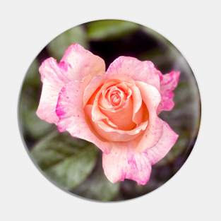 Pink Roses in Spring Pin