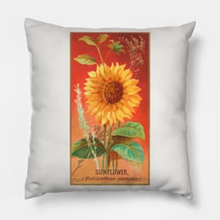 Sunflower (Helianthus annuus) Pillow