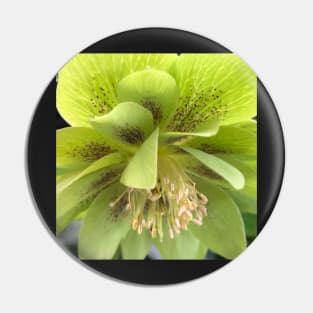 Refreshing Green Winter Hellebore for Deep Healing Pin