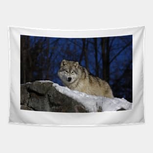 Arctic Wolf in winter Tapestry