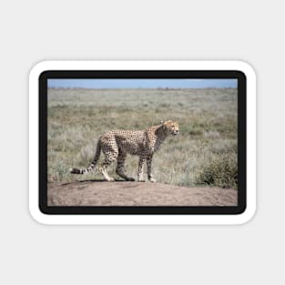 Cheetah on the Serengeti, Tanzania Magnet