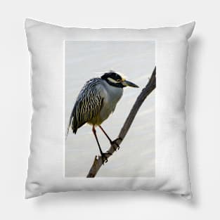 Yellow-crowned Night Heron Resting On A Branch Pillow