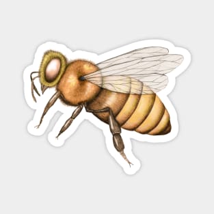 Honeybee Magnet