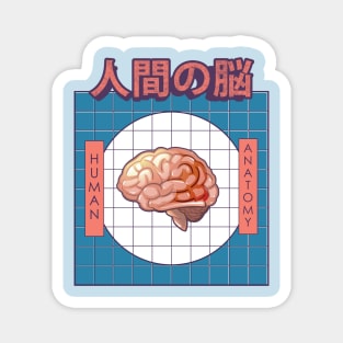 Human Brain Anatomy Magnet