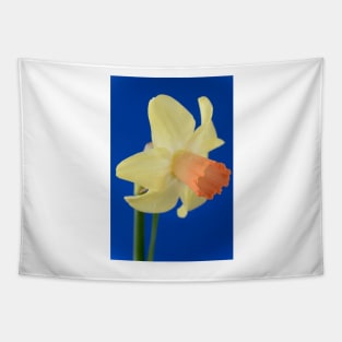 Narcissus  &#39;Prototype&#39;   Division 6 Cyclamineus Daffodil Tapestry