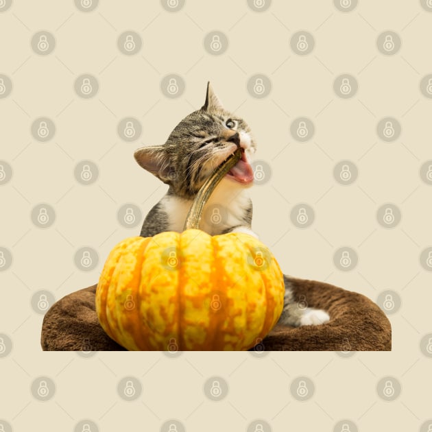 Cat meme: Cat eating Pumpkin by Memiefy