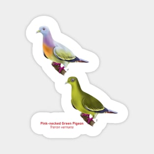 Pink-necked Green Pigeon | Treron vernans ⚥ Magnet