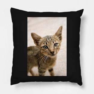 Tabby Kitten Pillow