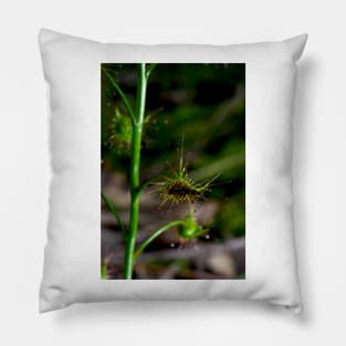 Suppertime For Sundew Pillow