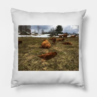 Scottish Highland Cattle Cows and Calves 1747 Pillow