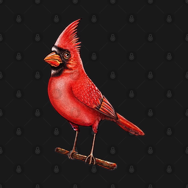 Red Cardinal bird by Artardishop