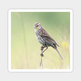 Beautiful female Red Winged Blackbird in a field Magnet