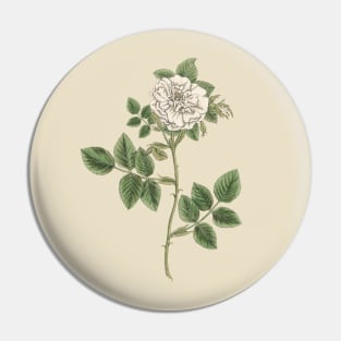 White Rose Flower Vintage Botanical Illustration Pin