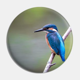 Sitting kingfisher bird on tree branch Pin