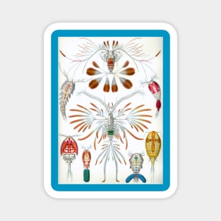 Copepoda by Ernst Haeckel Magnet