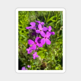 Tiny purple flowers close-up Magnet