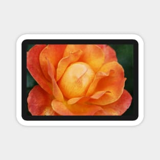 Textured Orange Rose Magnet