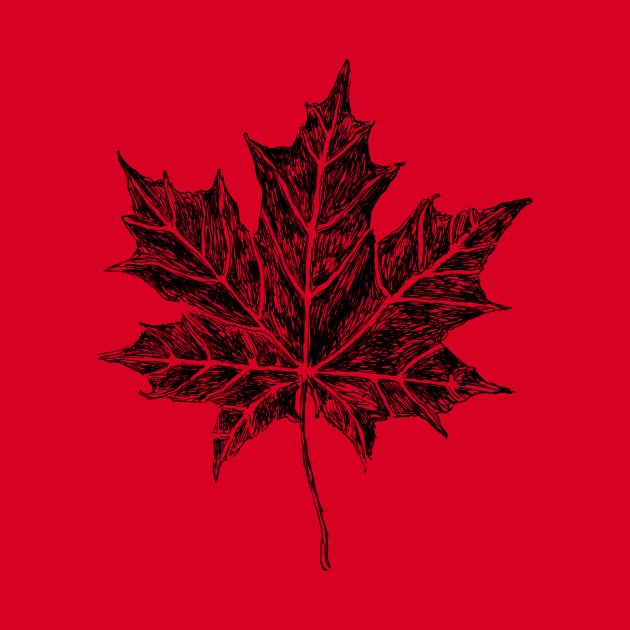 Maple Leaf Sketch by rachelsfinelines