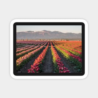 Tulips Paradise Magnet