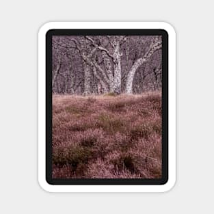 Looking up at the Silver Birches Magnet