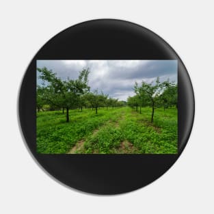 Plum trees orchard Pin