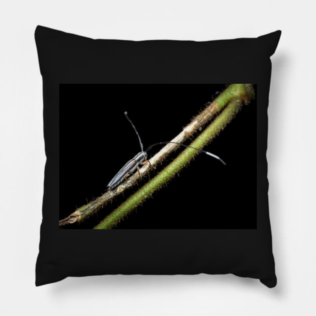 A longhorn beetle (Nyctimenius tristis) Pillow by AvonPerception