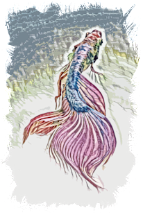 Siamese fighting fish (Betta splendens) / BETTA Magnet