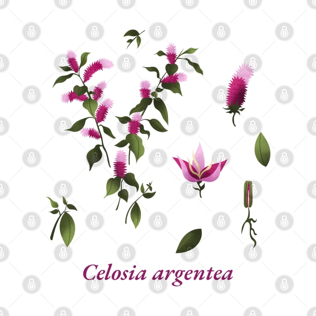 celosia argentea flowers Blume by Onlineshop.Ralf