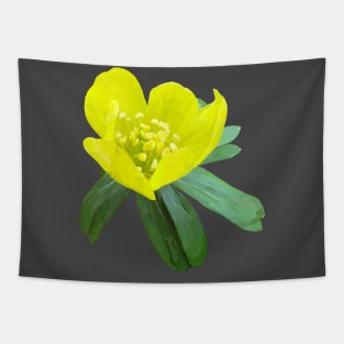 Winter aconite Tapestry