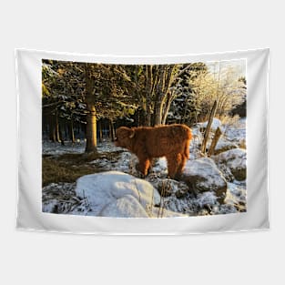 Scottish Highland Cattle Calf 1598 Tapestry