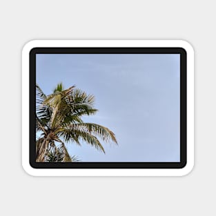 Palm tree and blue skies Magnet